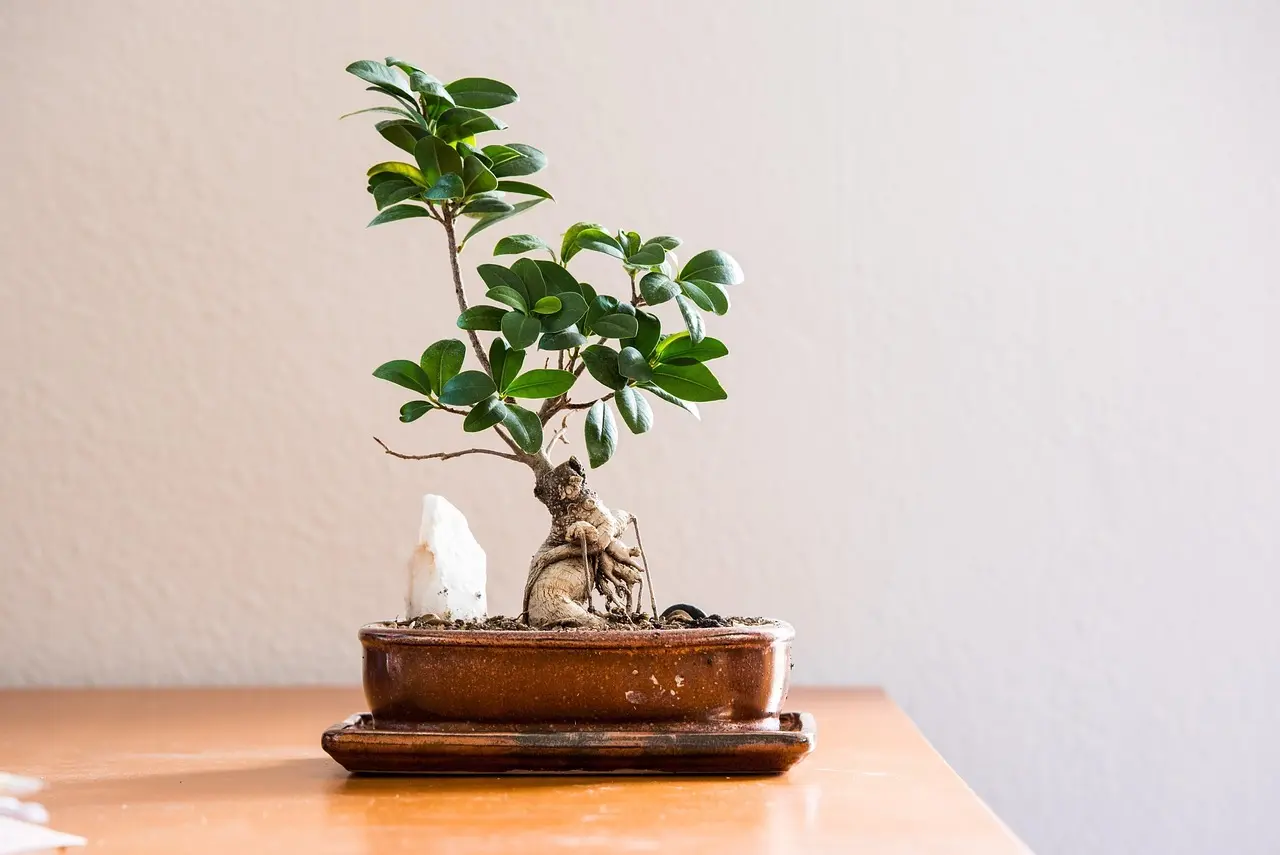 Bonsai i keramikpotte