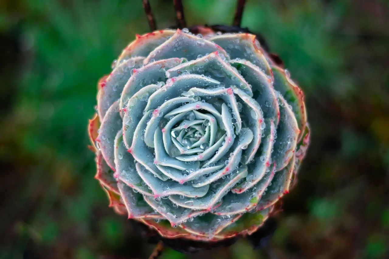 Sukkulent med vanddråber